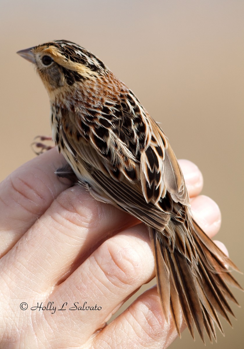 LeConte's Sparrow - Mark and Holly Salvato