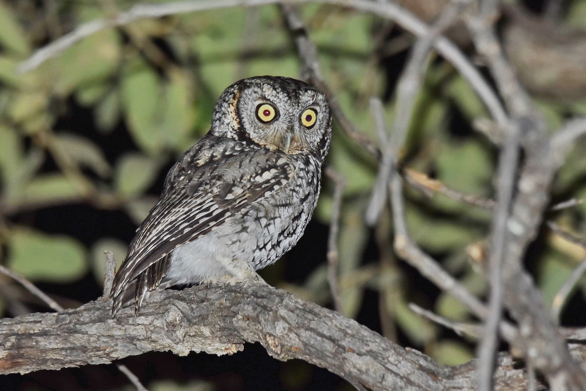 Whiskered Screech-Owl - Marky Mutchler