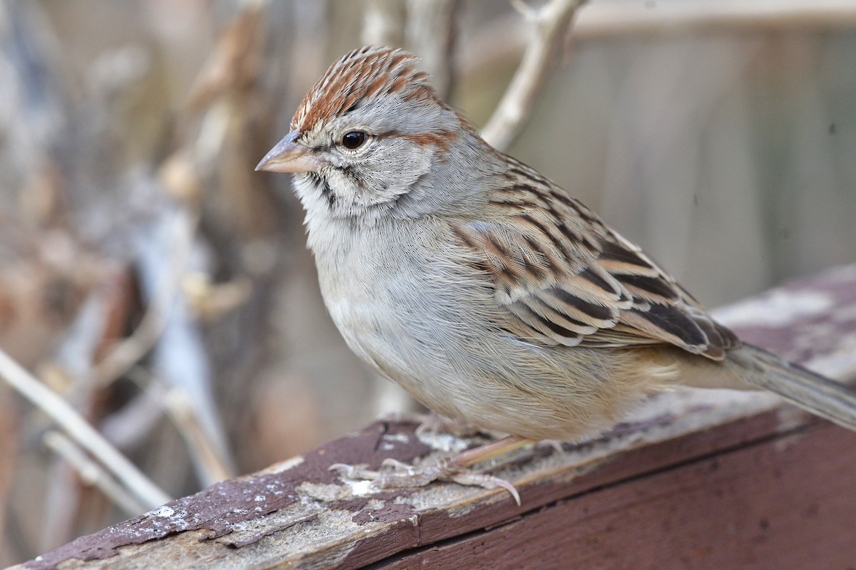 Rufous-winged Sparrow - ML80462411