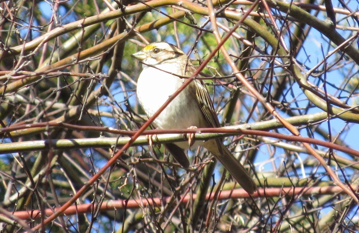 White-throated Sparrow - ML80466061