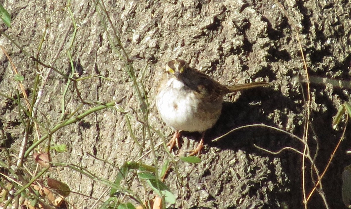 White-throated Sparrow - ML80466091