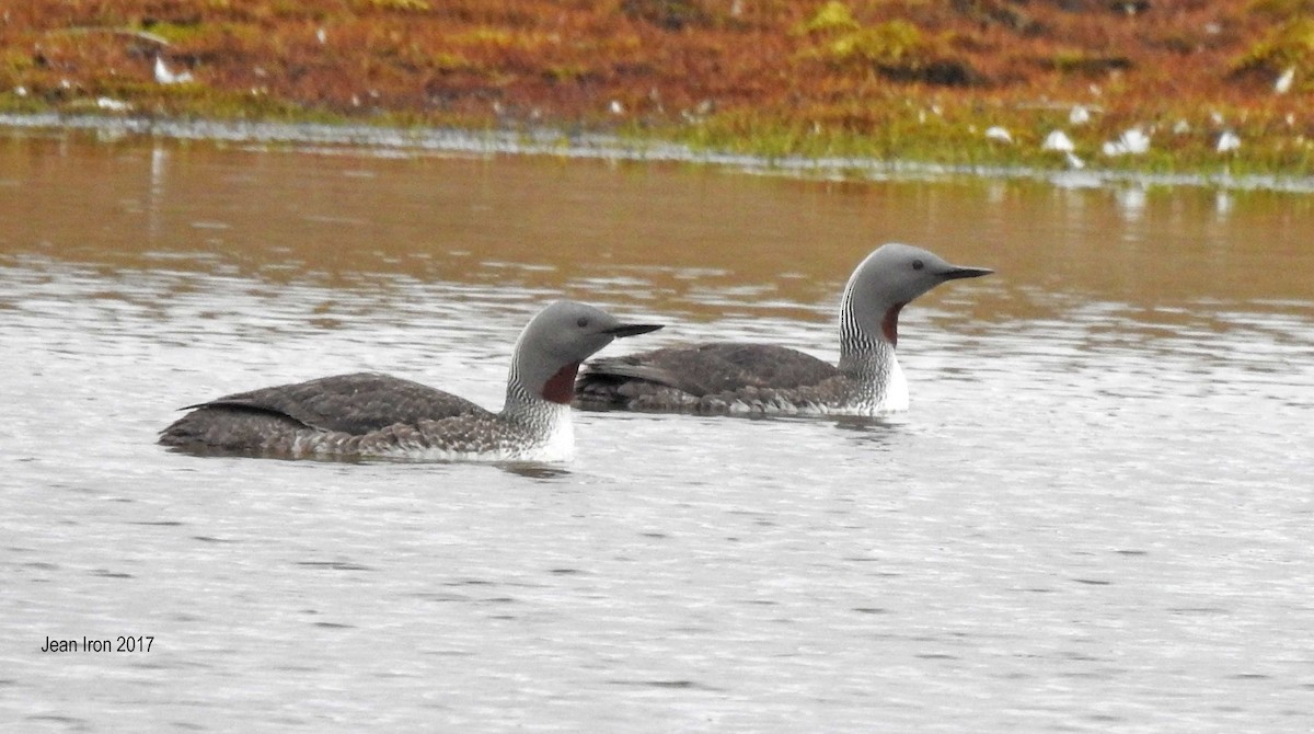 Red-throated Loon - ML80471641
