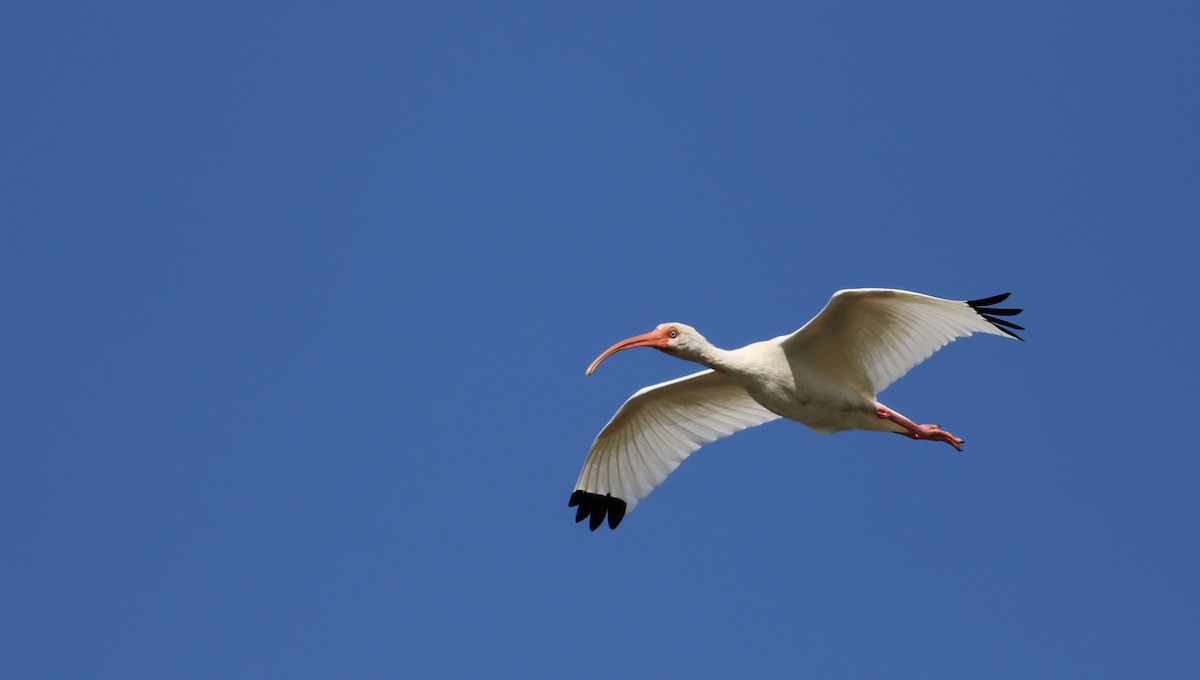 ibis bílý - ML80473231