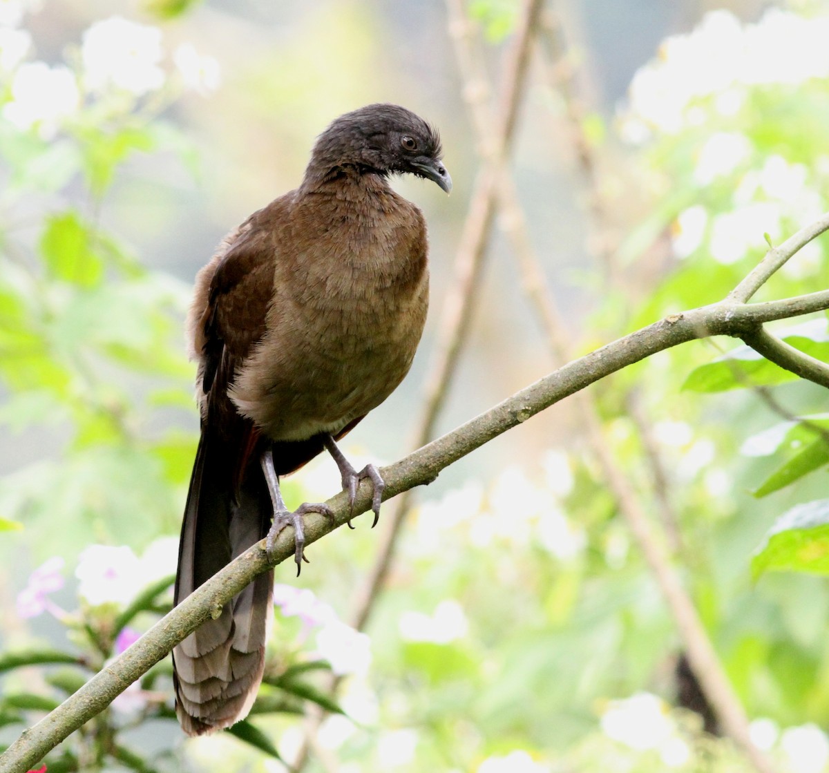 Gray-headed Chachalaca - Georges Duriaux