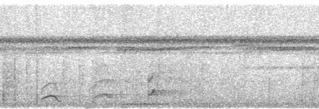 Bändernachtschwalbe (nattereri) - ML80477