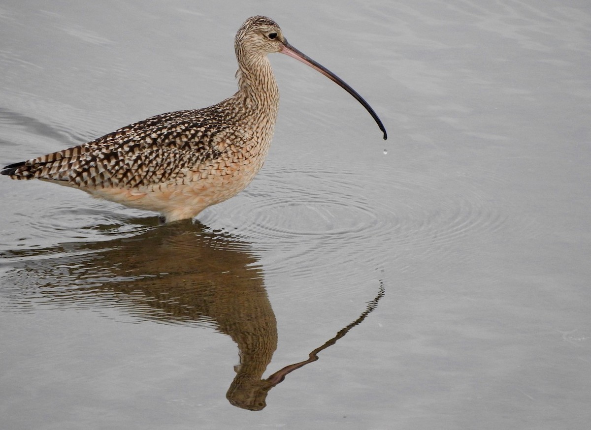 Long-billed Curlew - ML80479331