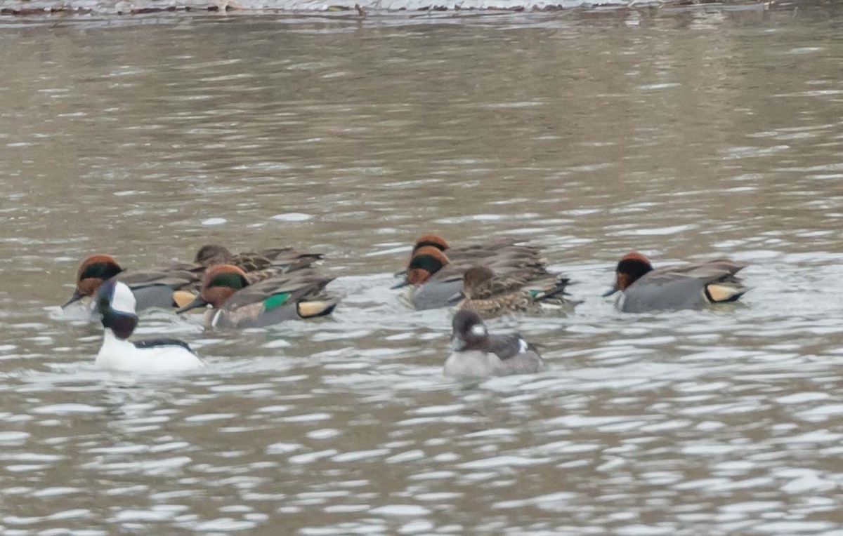 Green-winged Teal - ML80479481