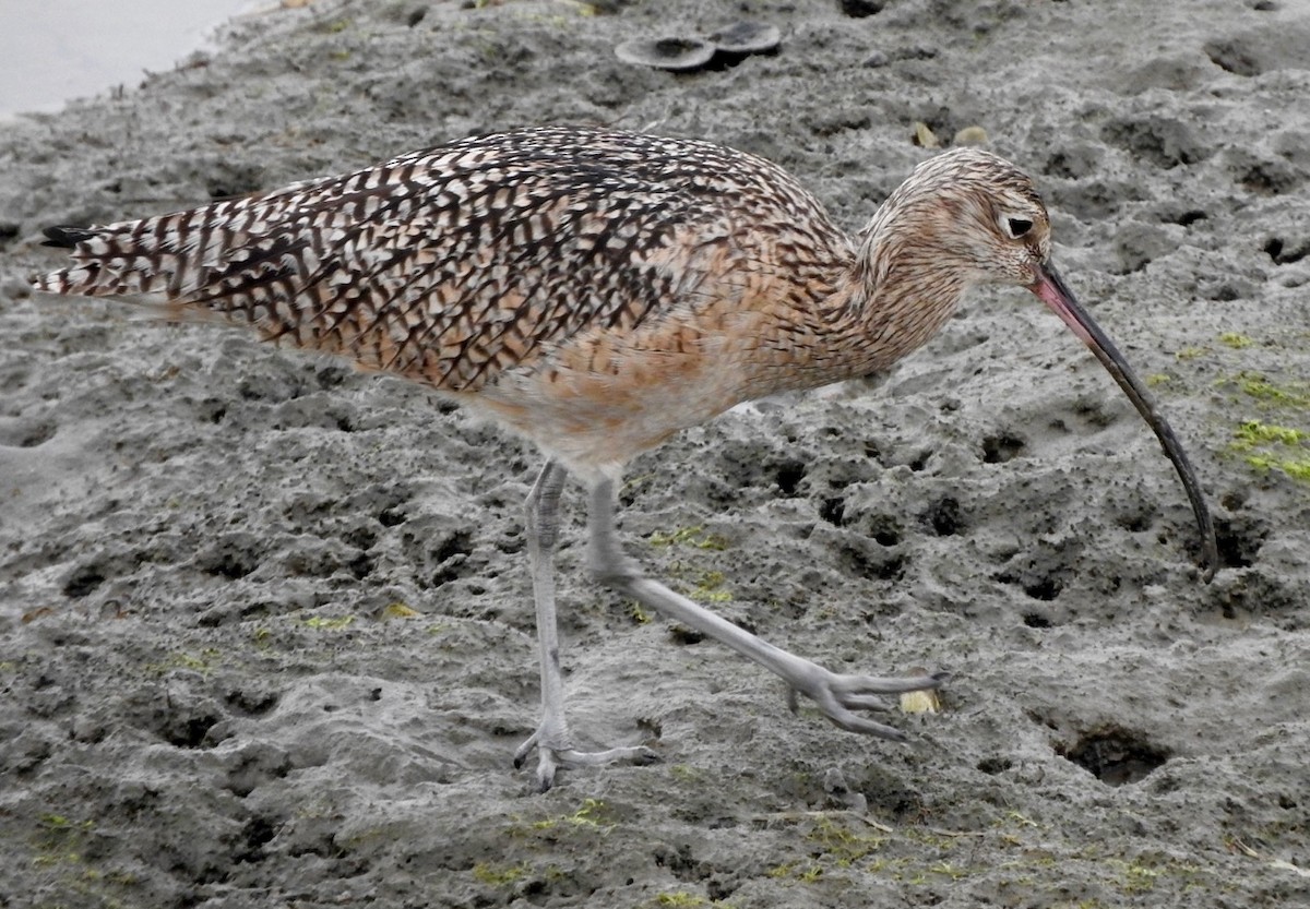 Long-billed Curlew - ML80479671