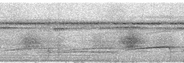 セウロコアリドリ（griseiventris） - ML80480