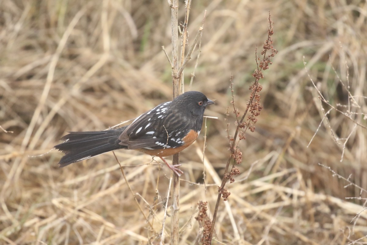 Spotted Towhee (maculatus Group) - Liam Singh