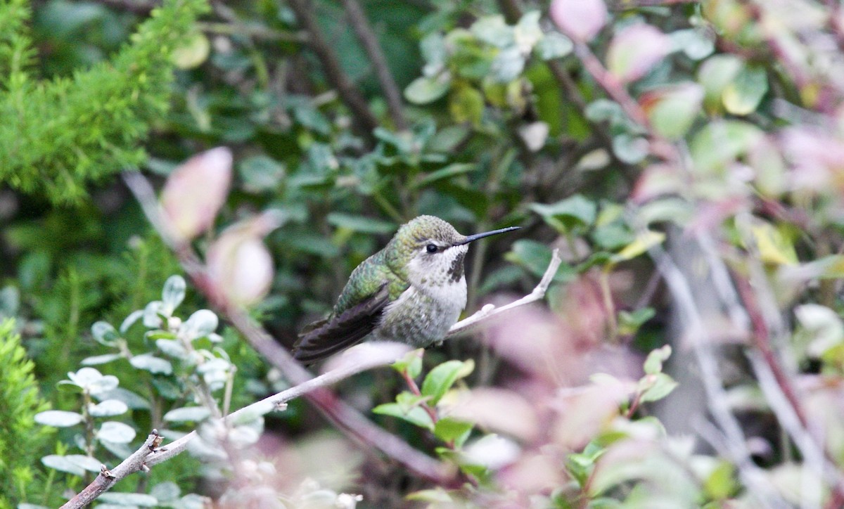 Anna's Hummingbird - Dave Bengston