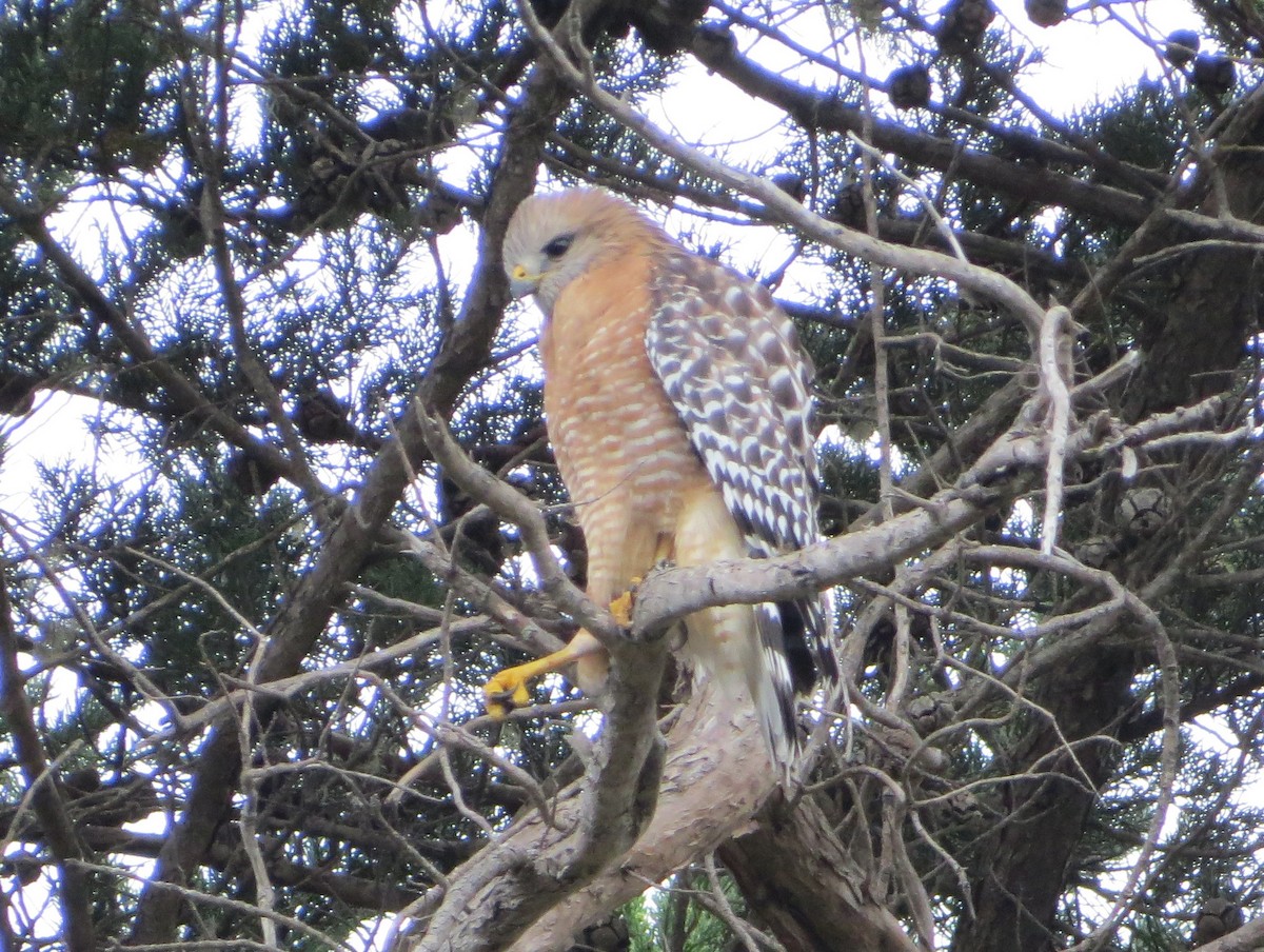 Red-shouldered Hawk - Chris O'Connell