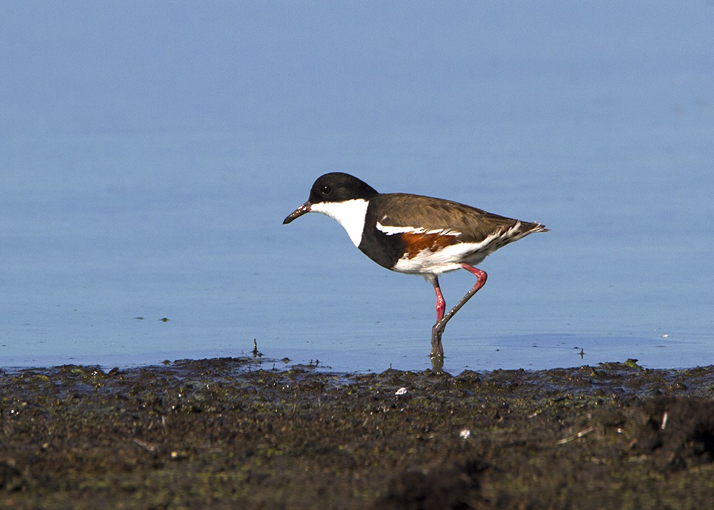 Red-kneed Dotterel - Stephen Murray