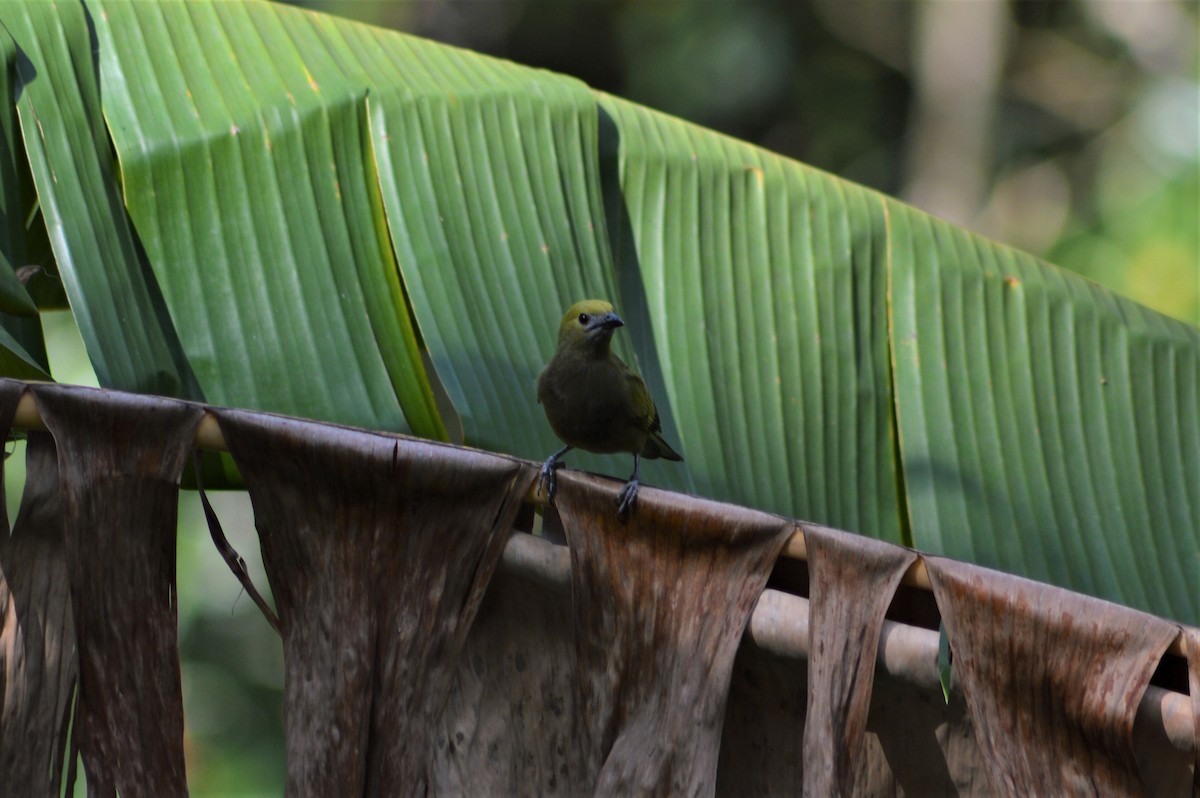 Palm Tanager - ML80483621