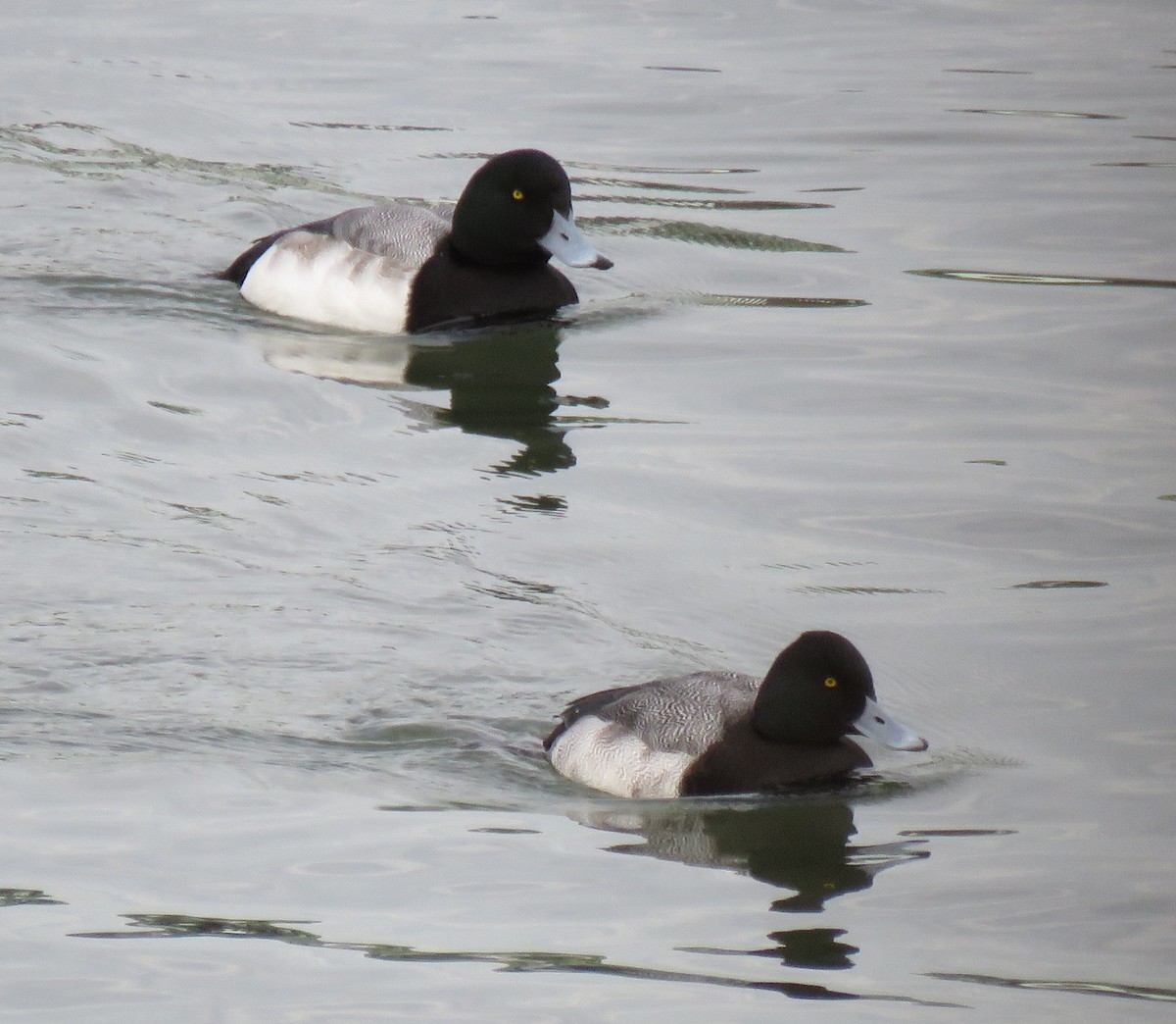 Greater Scaup - Jay Withgott