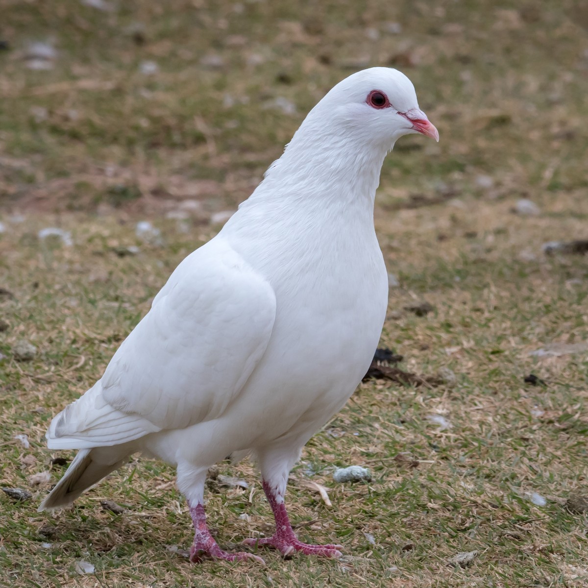 Rock Pigeon (Feral Pigeon) - ML80484011