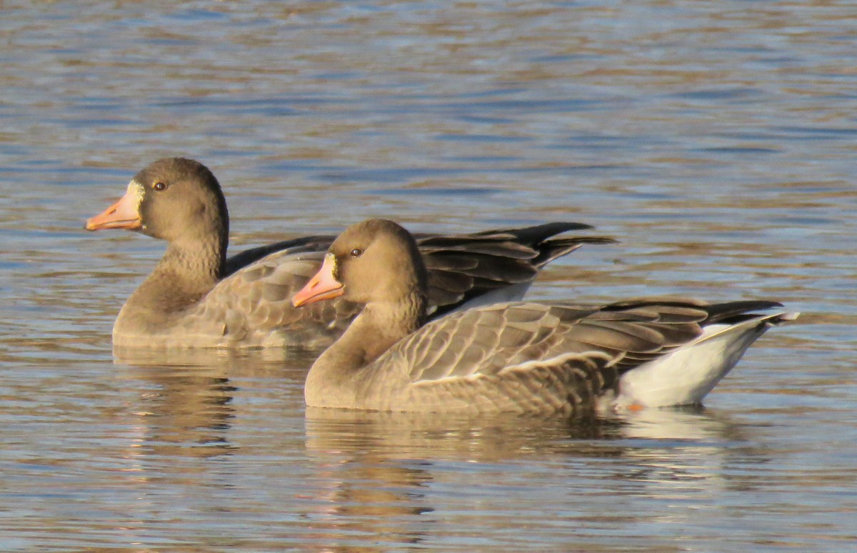 Greater White-fronted Goose - Jay Withgott