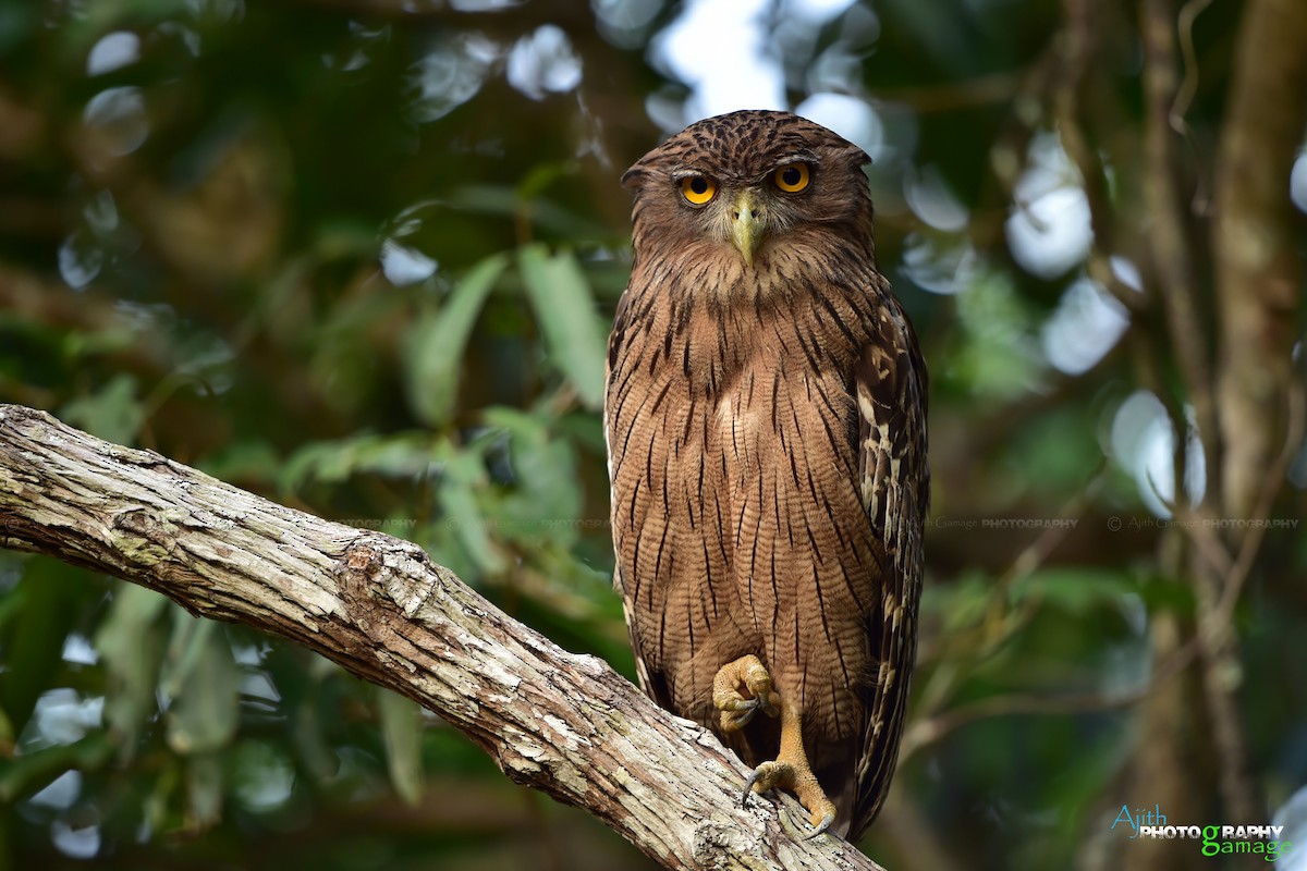Brown Fish-Owl - Ajith Gamage