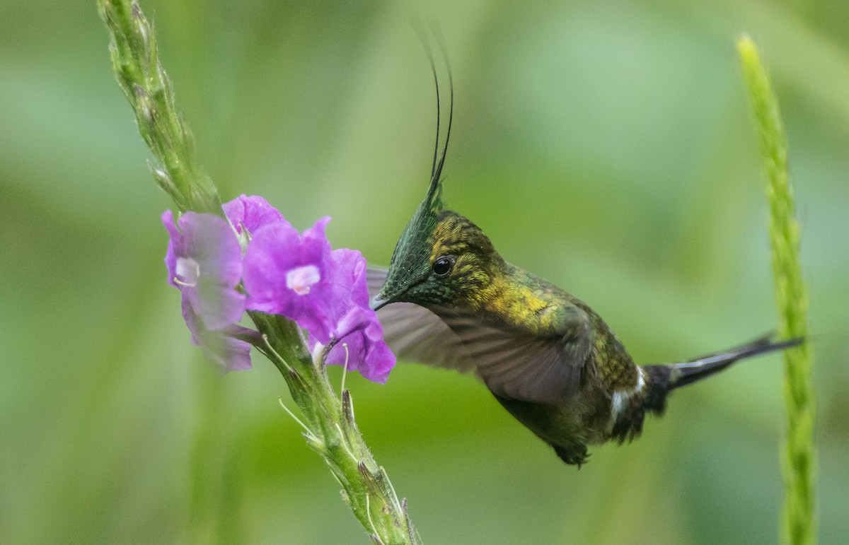Wire-crested Thorntail - Blake Matheson