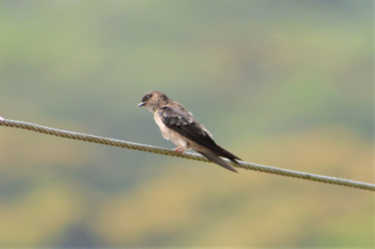 White-thighed Swallow - ML80488721