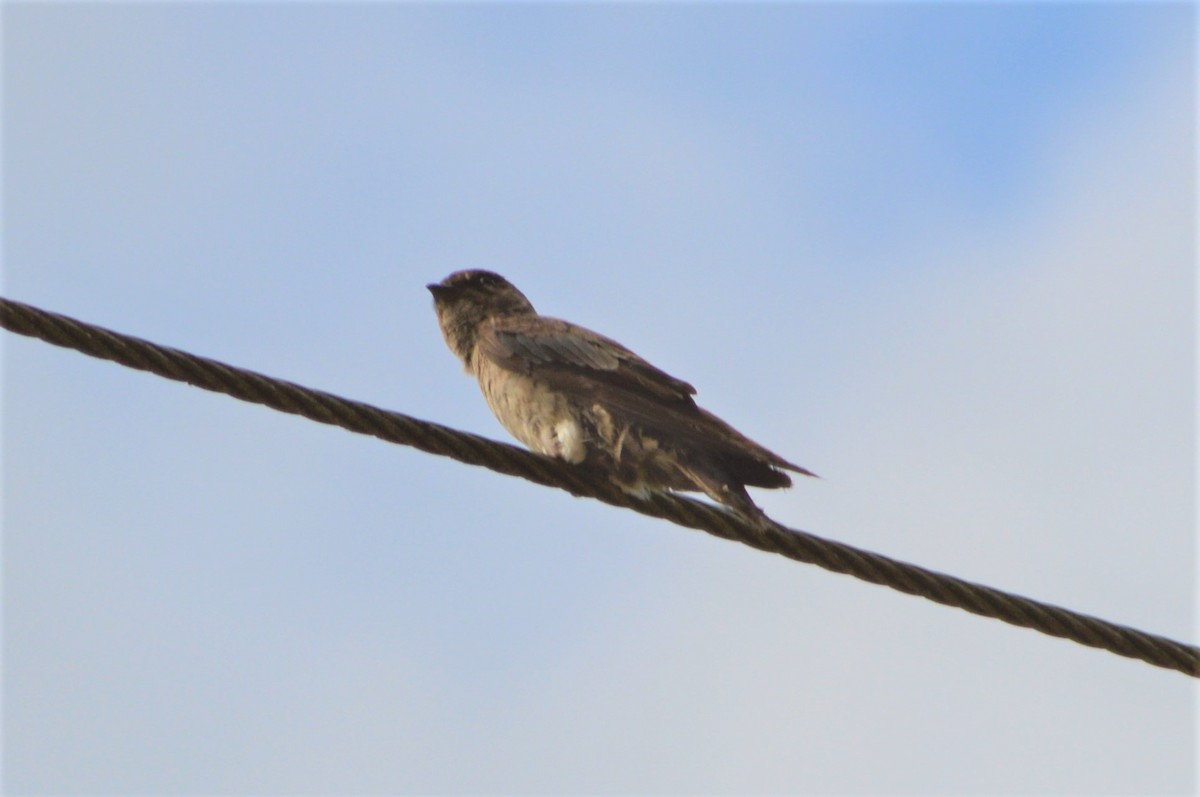 White-thighed Swallow - ML80488731