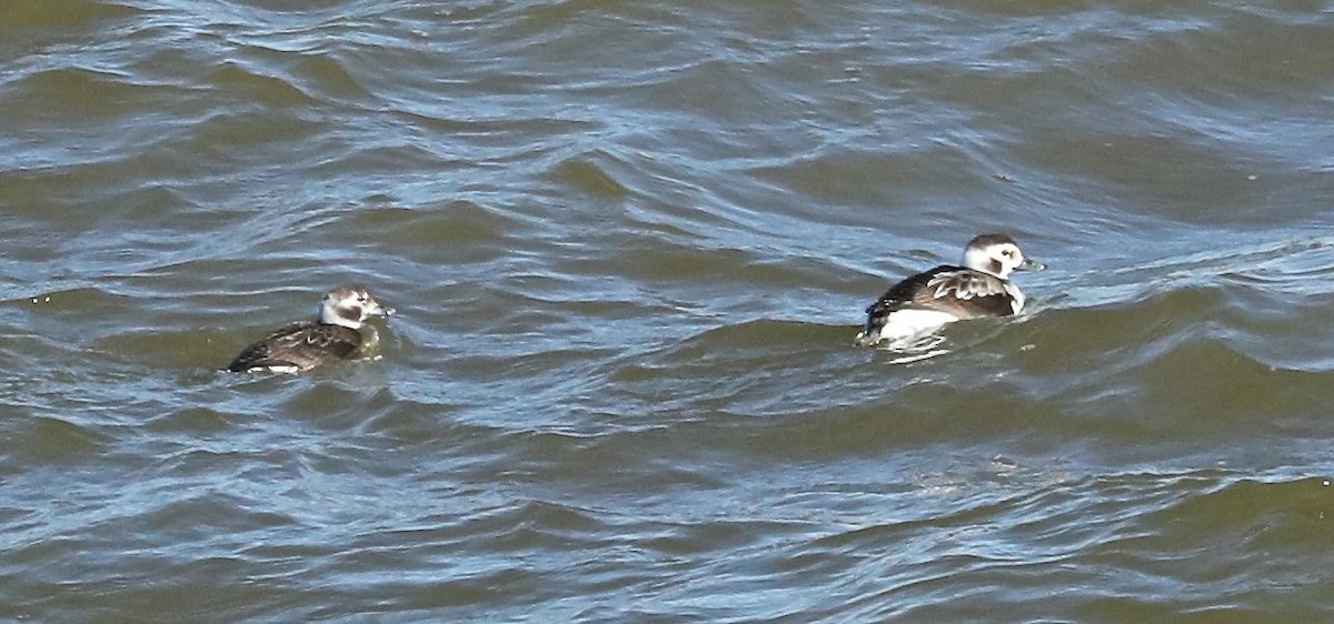 Long-tailed Duck - ML80489241