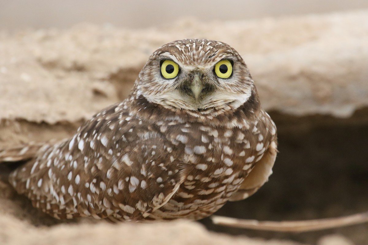 Burrowing Owl - mario balitbit