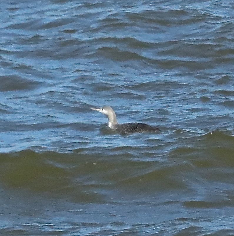 Red-throated Loon - ML80489821