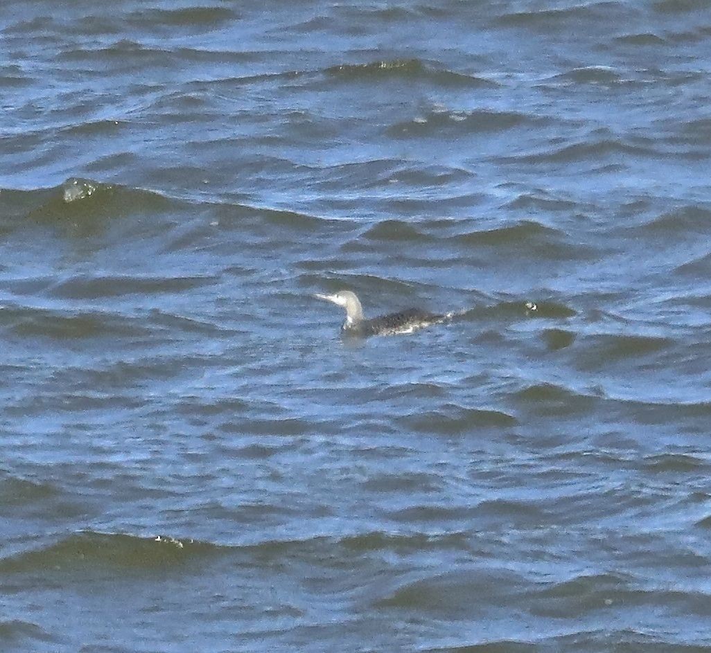 Red-throated Loon - ML80489861