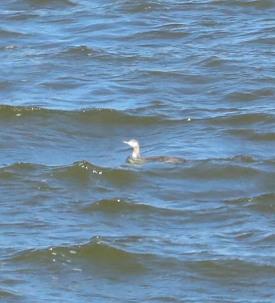 Red-throated Loon - ML80489871