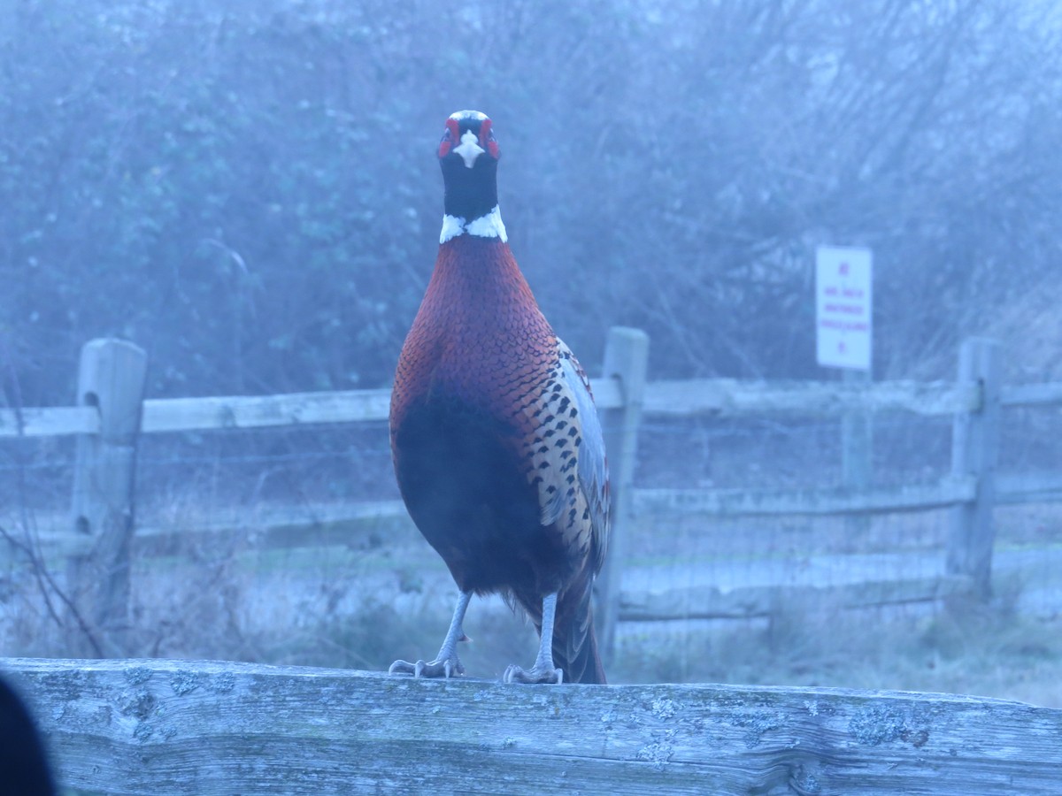 Ring-necked Pheasant - ML80489951