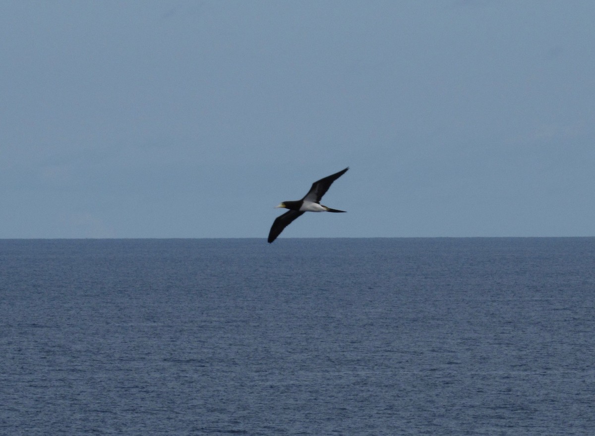 Brown Booby - ML80490871