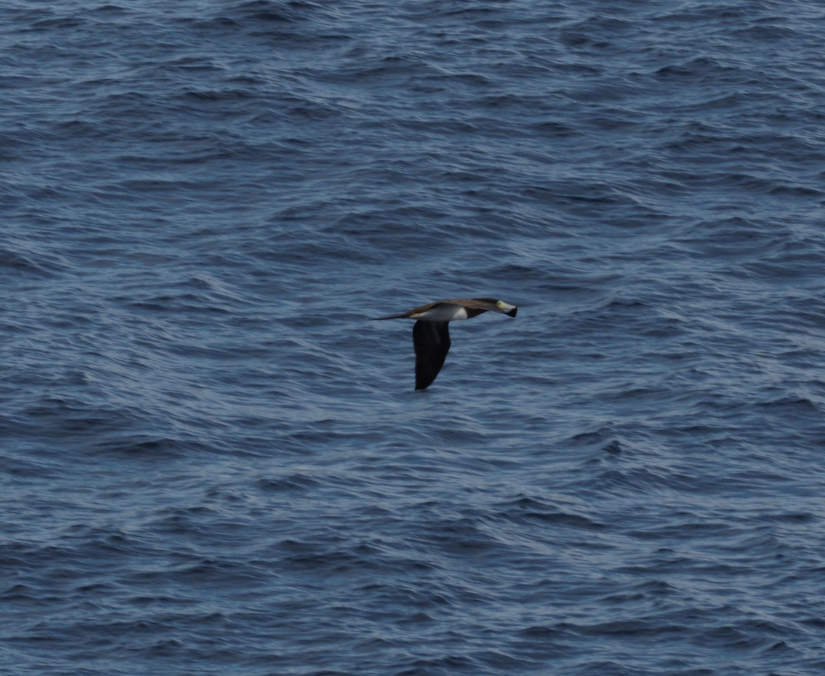 Brown Booby - ML80490891