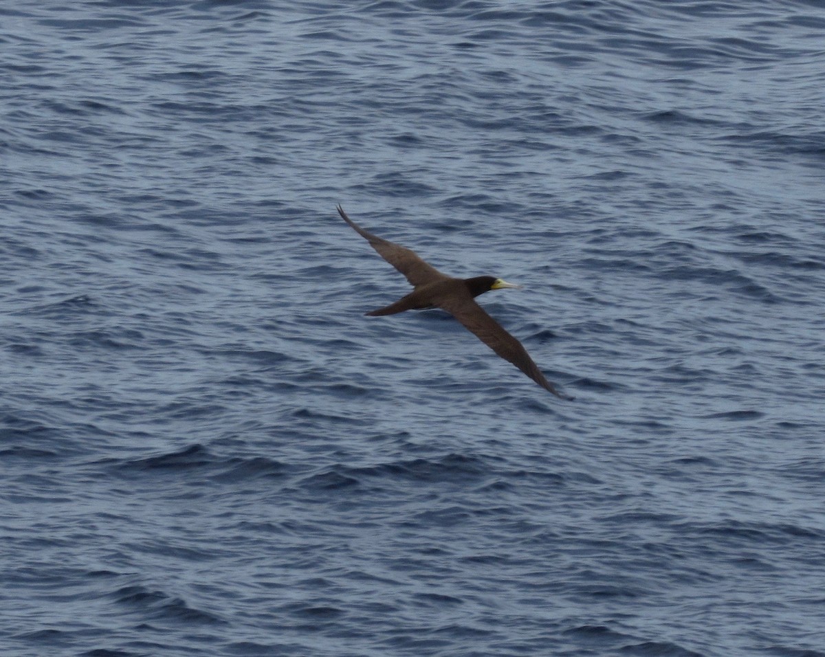 Brown Booby - ML80490901