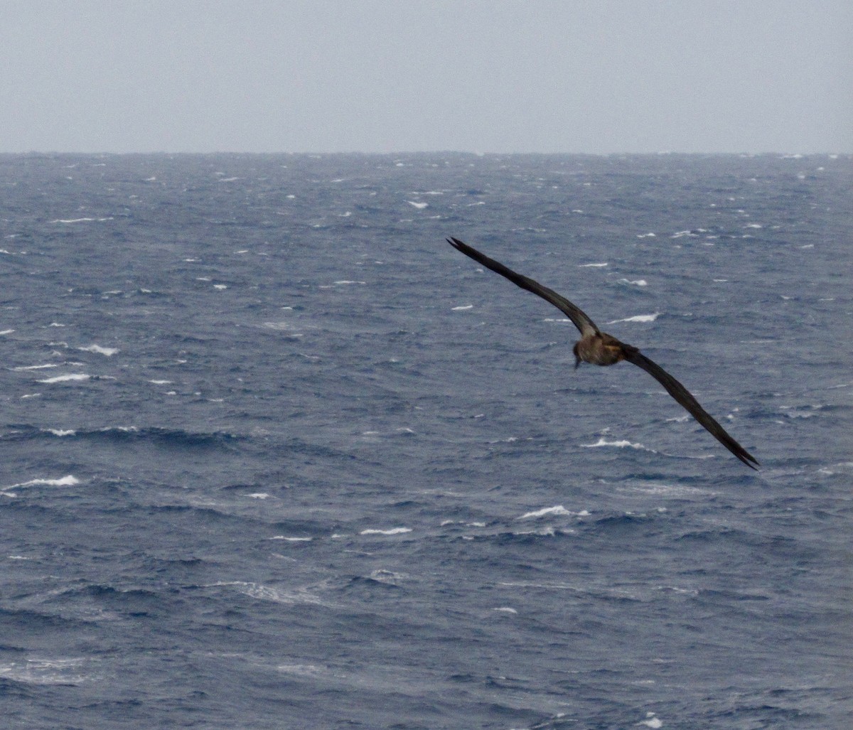 Brown Booby - ML80490961