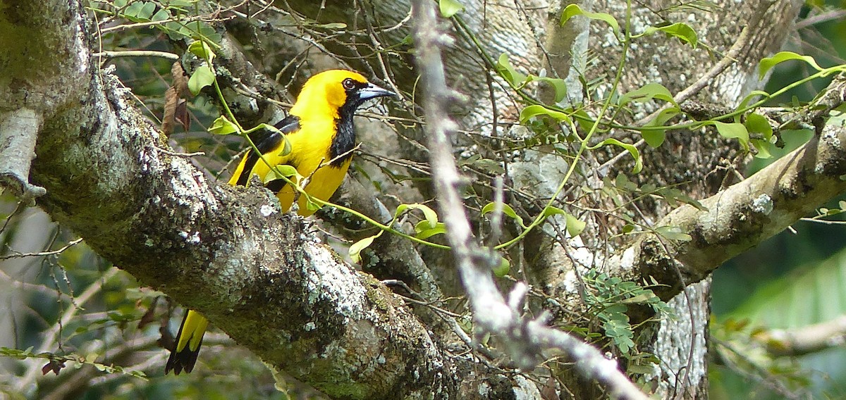 Yellow-tailed Oriole - ML80492851