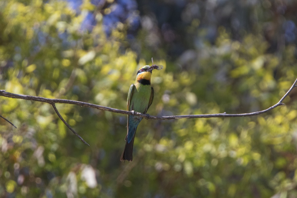 Rainbow Bee-eater - Warren Rowland