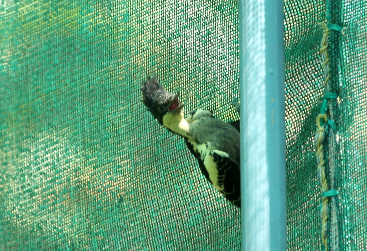 Heart-spotted Woodpecker - ML80493621