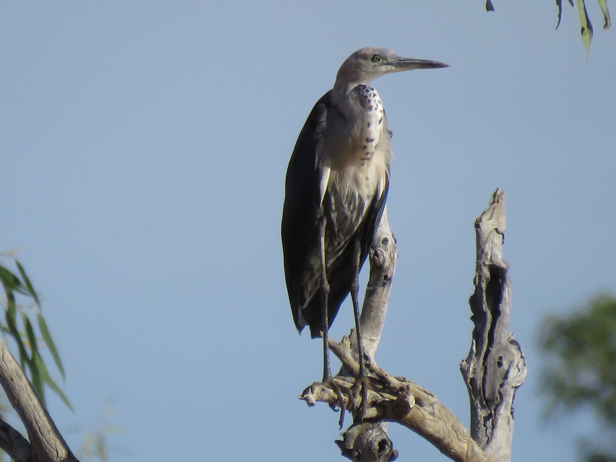 Pacific Heron - jannette and peter manins