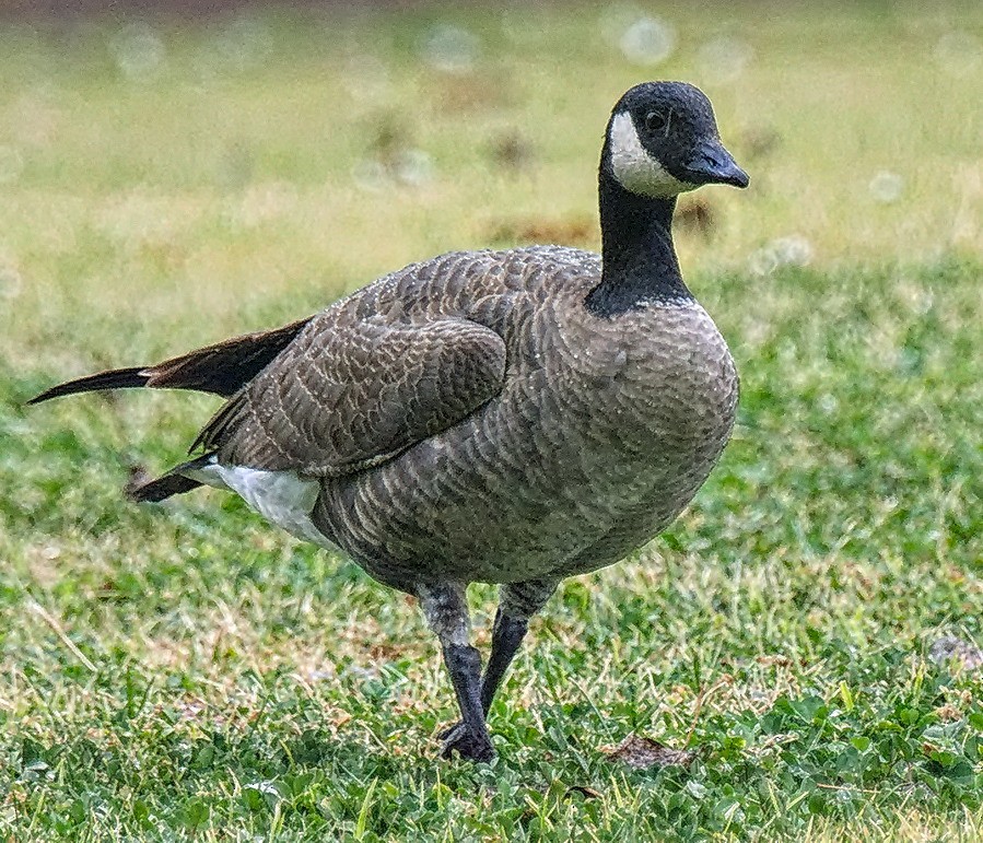 Canada Goose (canadensis Group) - Michael Rieser