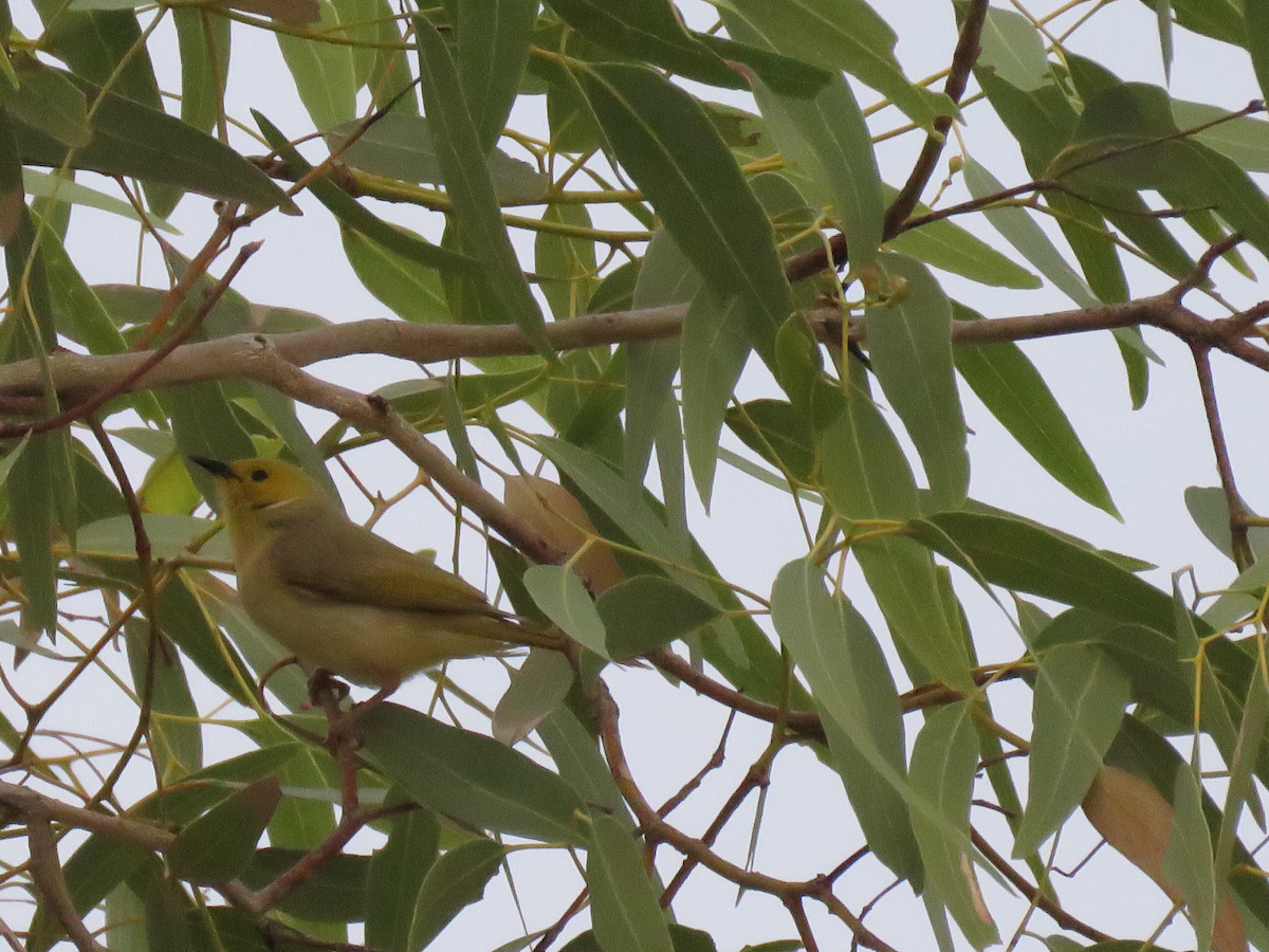 White-plumed Honeyeater - jannette and peter manins