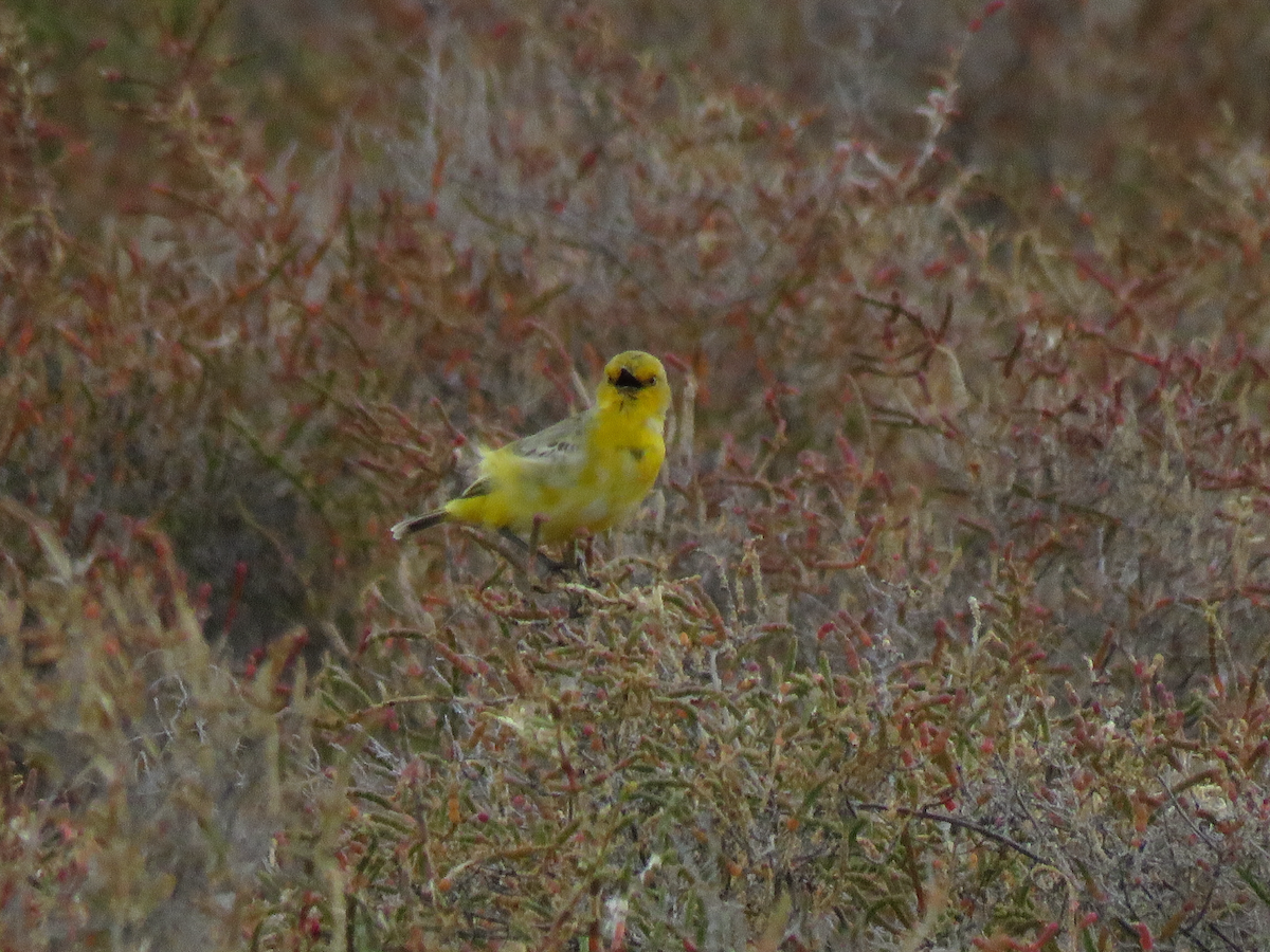 Yellow Chat - jannette and peter manins