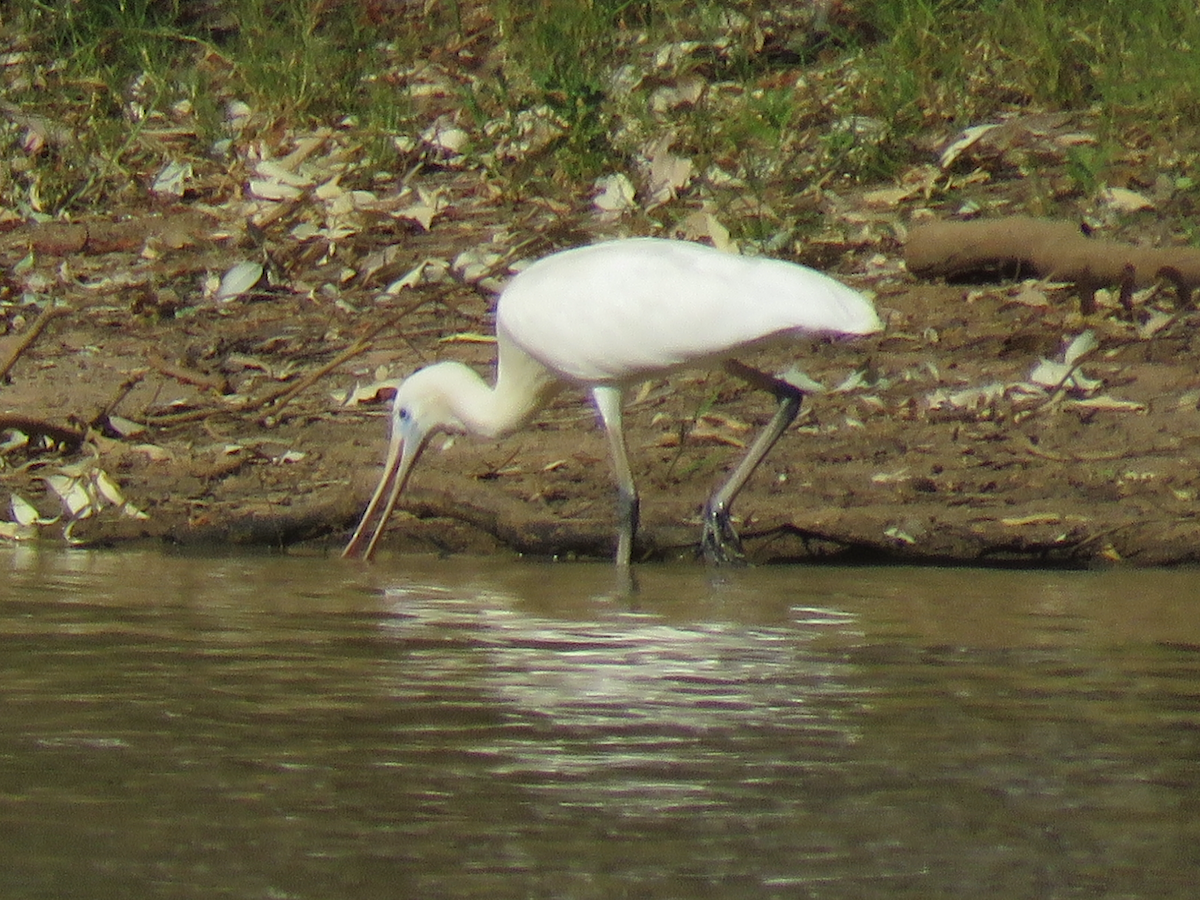Yellow-billed Spoonbill - jannette and peter manins
