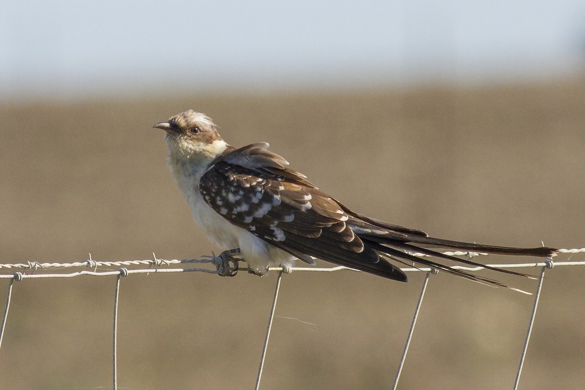 Great Spotted Cuckoo - ML80499981