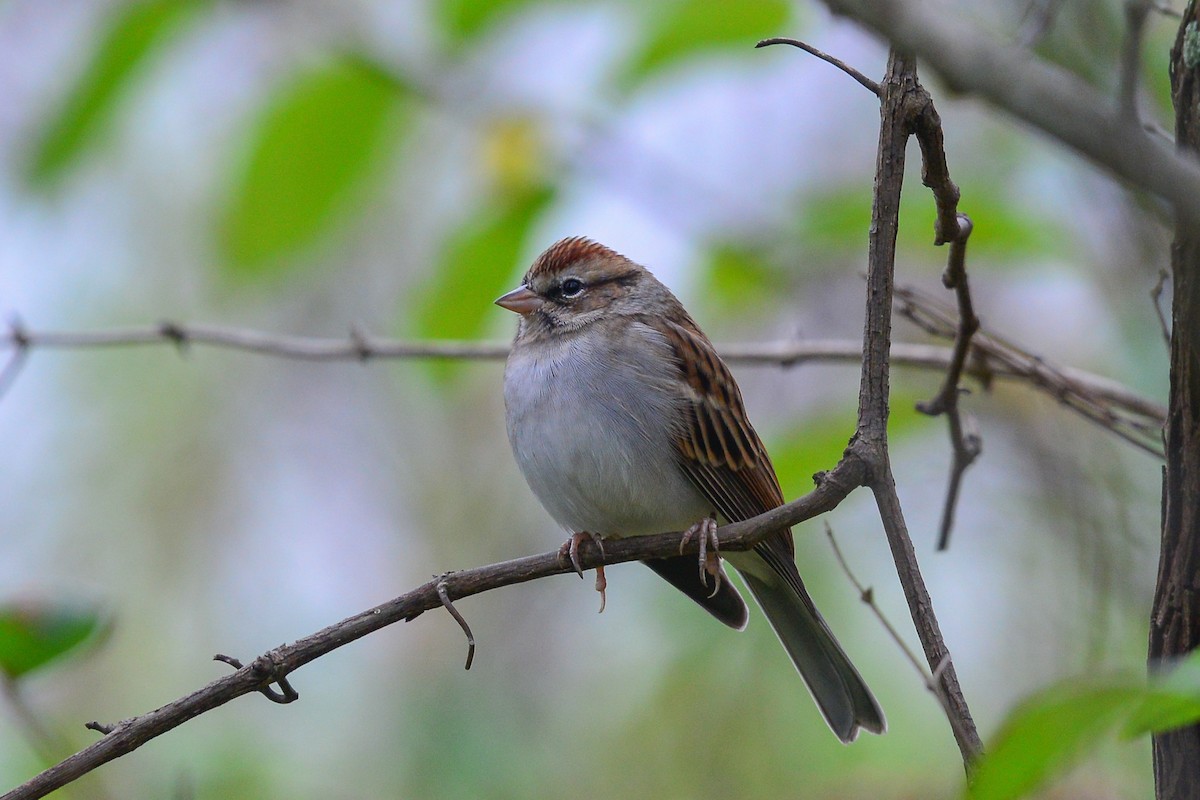Chipping Sparrow - George Chiu