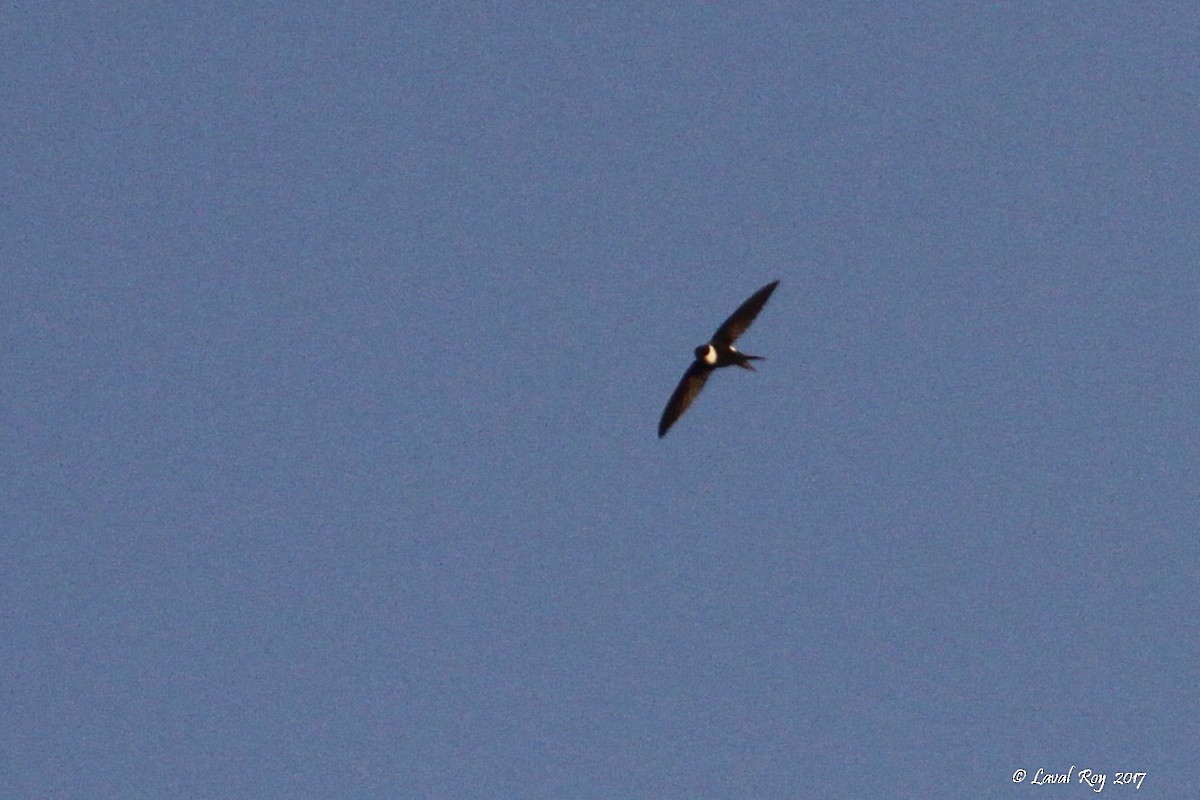 Lesser Swallow-tailed Swift - ML80500131