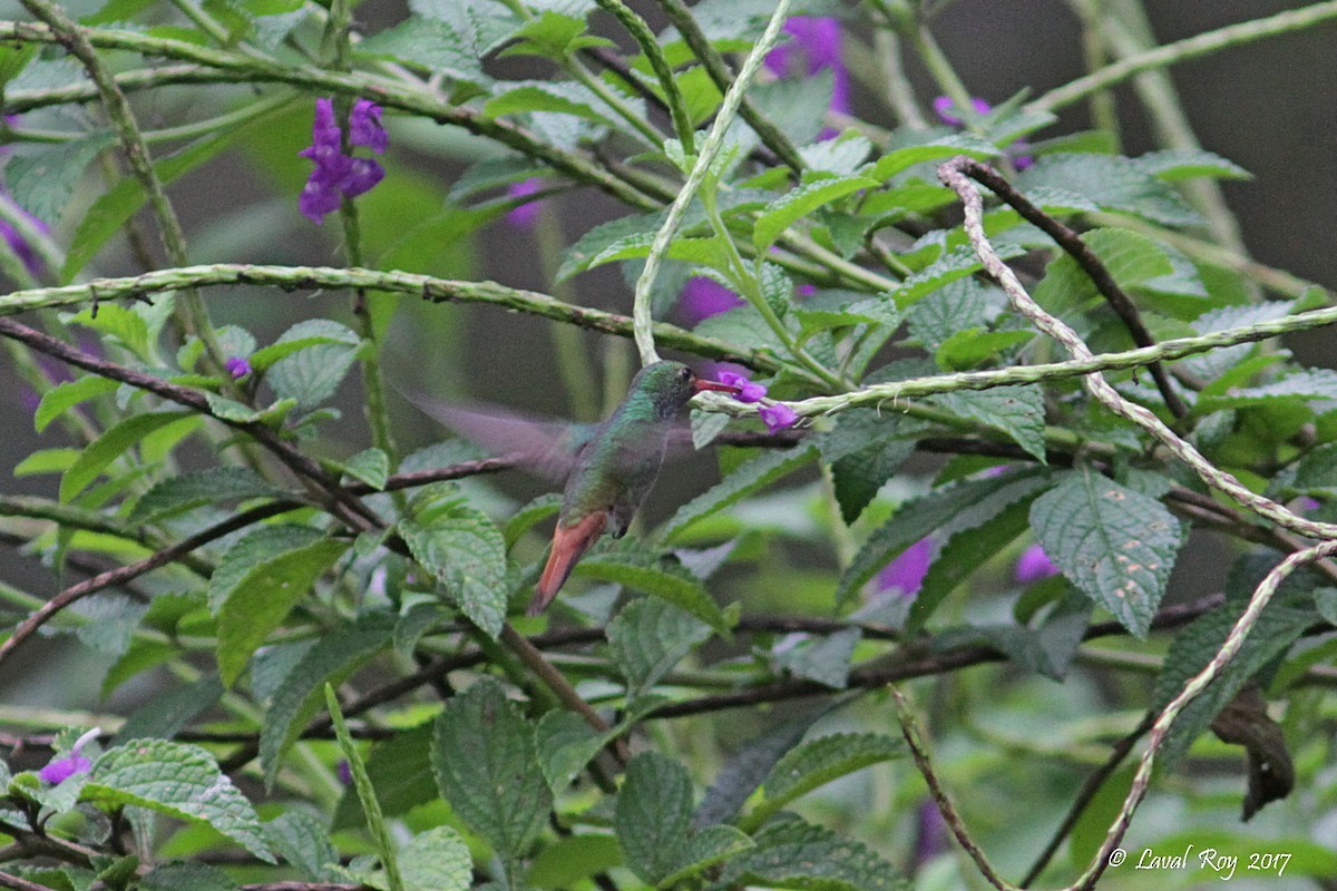 Rufous-tailed Hummingbird (Rufous-tailed) - ML80500191