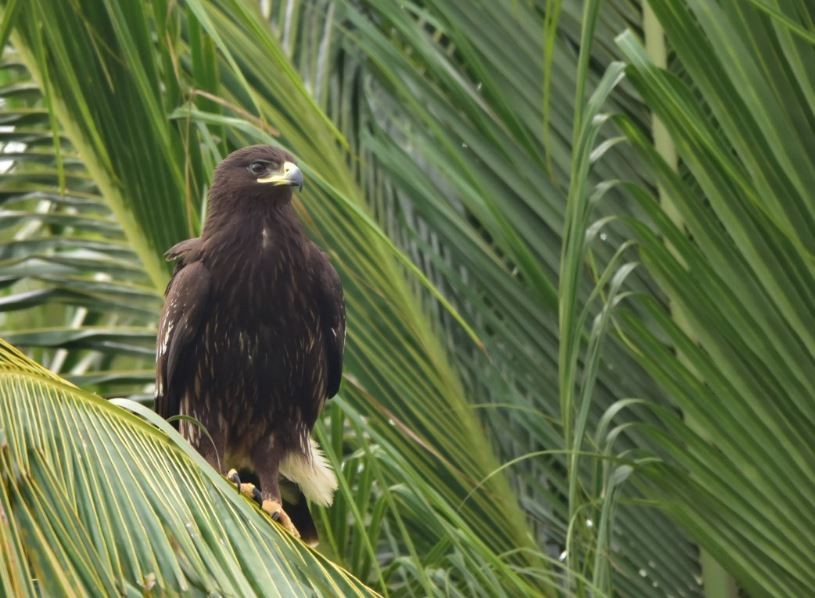 Greater Spotted Eagle - ML80500781