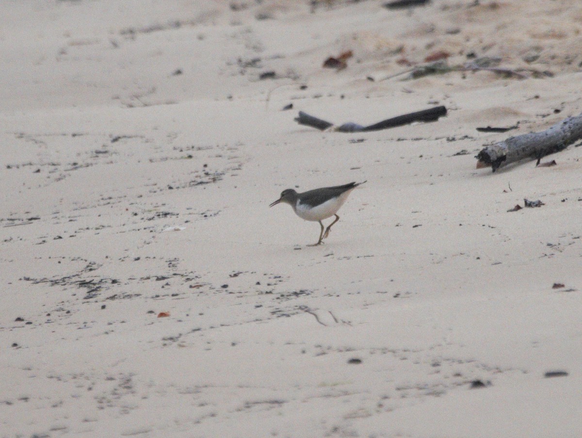 Spotted Sandpiper - Oliver  Metcalf