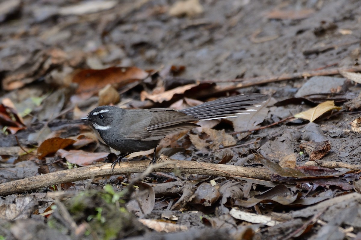 White-throated Fantail - ML80502401